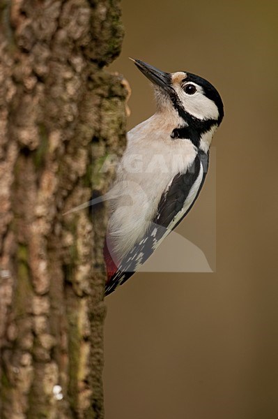 Grote Bonte Specht op boomstam; Great Spotted Woodpecker on trunk stock-image by Agami/Han Bouwmeester,