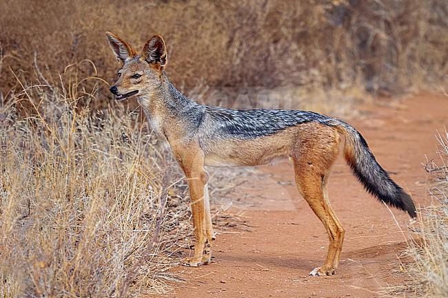 Black-backed Jackal, Canis mesomelas. Alert. stock-image by Agami/Hans Germeraad,