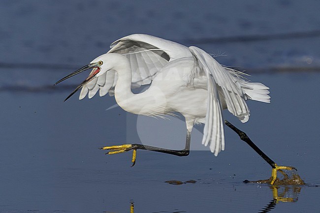 Little Egret (Egretta garzetta), side view of an adult running on the shore, Campania, Italy stock-image by Agami/Saverio Gatto,