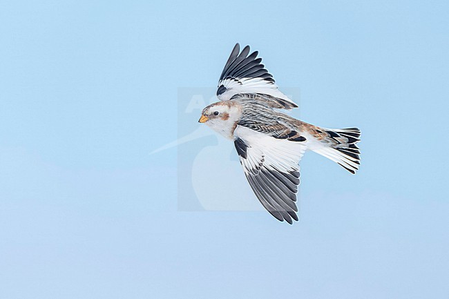 Snow Bunting (Plectrophenax nivalis) flying agains blue sky in its wintering habitat in Canada. stock-image by Agami/Marcel Burkhardt,