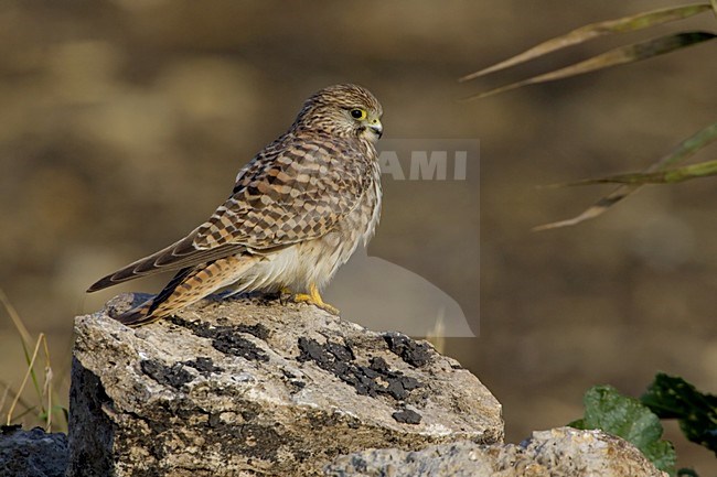 Common Kestrel perched; Torenvalk zittend stock-image by Agami/Daniele Occhiato,