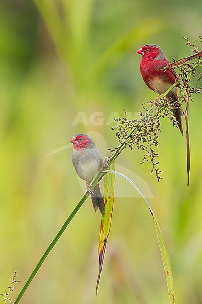 White-bellied Crimson Finch (Neochmia evangelinae) Perched on a branch in Papua New Guinea stock-image by Agami/Dubi Shapiro,
