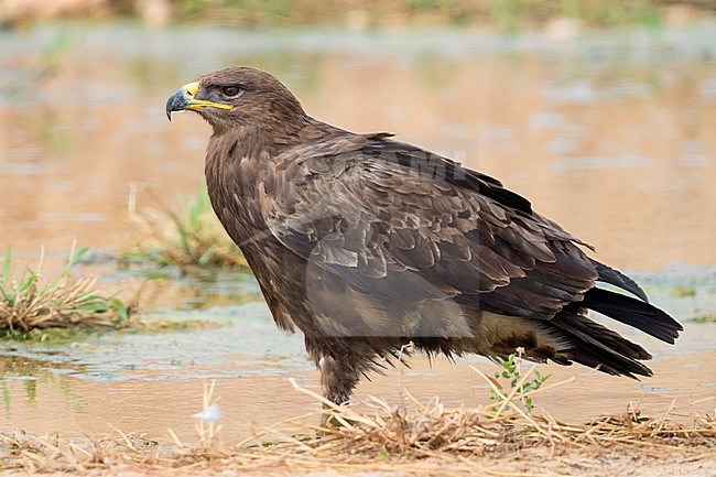 Steppe Eagle (Aquila nipalensis orientalis), adult standing in a creek bed stock-image by Agami/Saverio Gatto,