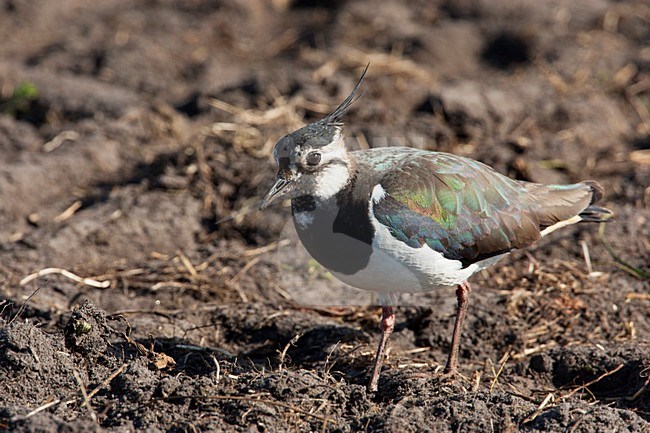 Kievit op kale akker, Northern Lapwing on farmland stock-image by Agami/Wil Leurs,