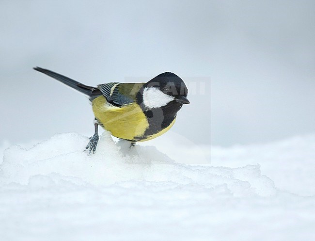 Great Tit (Parus major) getting ready to fly from a snow covered ground in Dutch Woodland during a cold winter. stock-image by Agami/Walter Soestbergen,