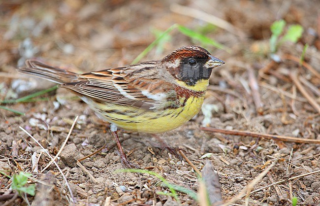 Yellow-breasted Bunting male  (Emberiza aureola) taken at HeuksanDo island - South Korea stock-image by Agami/Aurélien Audevard,