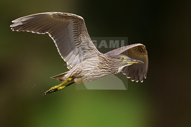 Juvenile Black-crowned Night Heron, Nycticorax nycticorax, in Italy. stock-image by Agami/Daniele Occhiato,