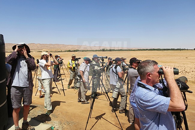 Vogelaars bij Yotvata Eilat Israel; Birdwatchers at Yotvata Eilat Israel stock-image by Agami/Marc Guyt,
