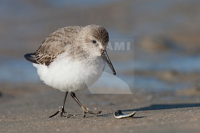 Bonte Strandloper in eerste winterkleed; First winter Dunlin stock-image by Agami/Arnold Meijer,