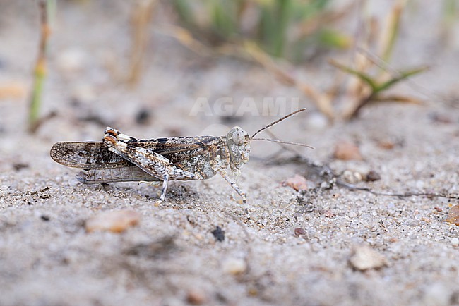 blue-winged locust (sphingonotus caerulans) photographed in lateral view, found in Brandenburg in Eastern Germany stock-image by Agami/Mathias Putze,