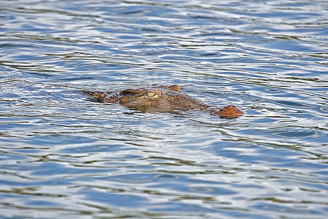 Nile Crocodile (Crocodylus niloticus) swimming in a lake on Madagascar. Showing head above the water only.  Opportunistic apex predators; a very aggressive species of crocodile. stock-image by Agami/Pete Morris,
