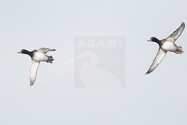 Greater Scaup - Bergente - Aythya marila ssp. marila, Germany (Mecklenburg-Vorpommern), adult, male stock-image by Agami/Ralph Martin,