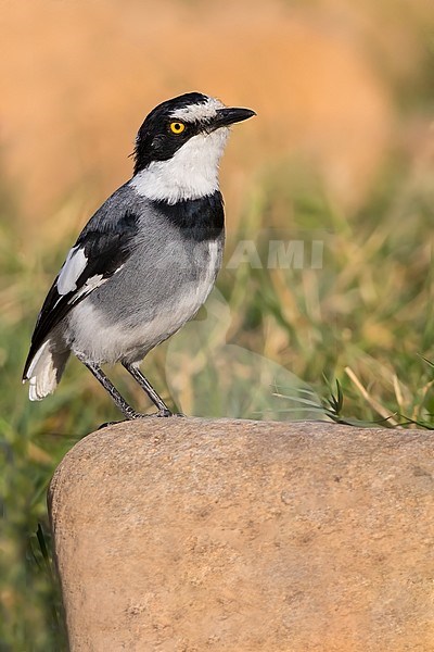 White-tailed Shrike (Lanioturdus torquatus), also knows as Ground Batis, standing on a rock in Angola. stock-image by Agami/Dubi Shapiro,