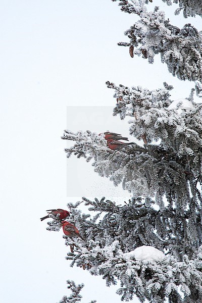 Pine Grosbeak (Pinicola enucleator) near Kuusamo in Finland. Flock of four foraging males in a snow covered pine tree in taiga forest. stock-image by Agami/Marc Guyt,