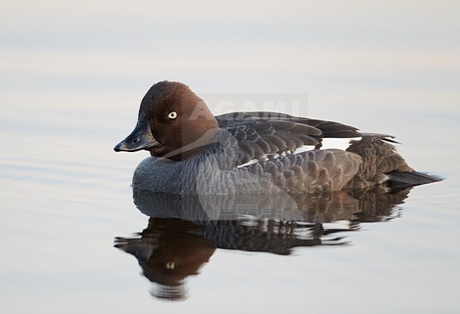 Onvolwassen vrouwtje Brilduiker; Immature female Common Goldeneye stock-image by Agami/Markus Varesvuo,