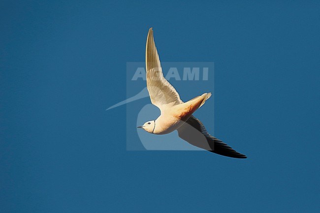 Adult Ross's Gull (Rhodostethia rosea) in summer plumage at a breeding colony in the Indigirka delta on the tundra of Siberia, Russia. Flying overhead against a bright blue sky. stock-image by Agami/Chris van Rijswijk,