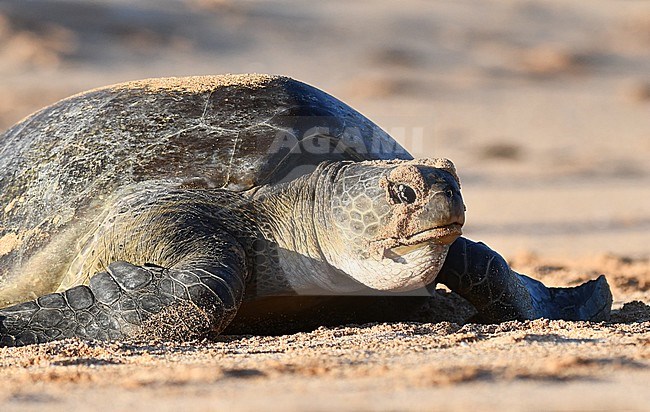 Atlantic Green Sea Turtle (Chelonia mydas) on the beach of Ascension island. stock-image by Agami/Laurens Steijn,