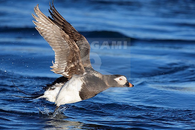 Long-tailed Duck (Clangula hyemalis), side view of an adult male in flight, Northeastern Region, Iceland stock-image by Agami/Saverio Gatto,