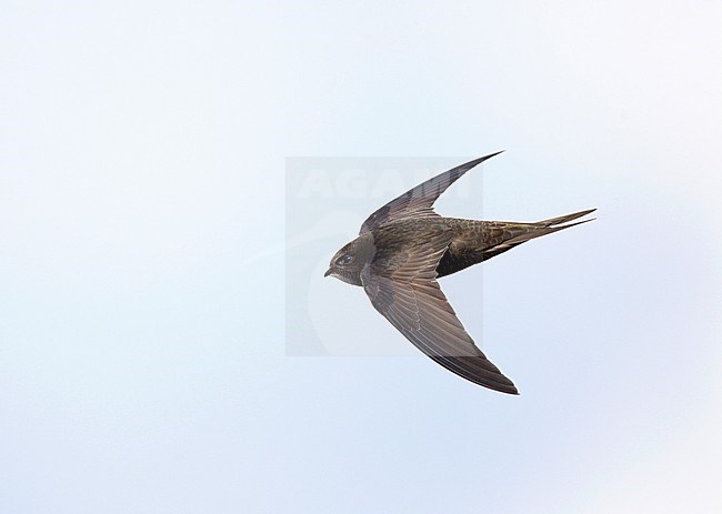 Common Swift (Apus apus) in the Netherlands. In flight. stock-image by Agami/Ran Schols,