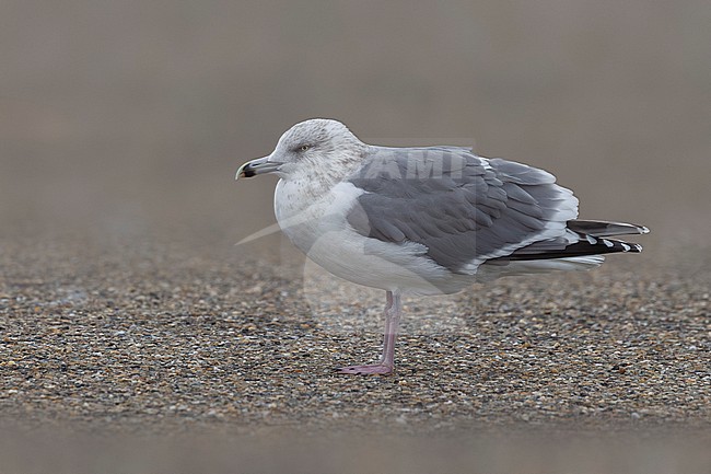 Adult winter Scandinavian Herring Gull (Larus argentatus argentatus) sitting at Browersdam, Zeeland, the Netherlands. stock-image by Agami/Vincent Legrand,