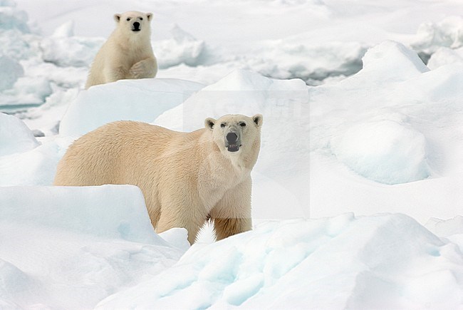 IJsbeer met jong, Polar Bear with cub stock-image by Agami/Roy de Haas,