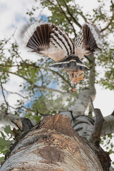 looking up to eurasian hoopoe at nest 1; Alain Ghignone stock-image by Agami/Alain Ghignone,