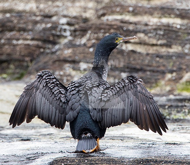 Endangered Pitt Shag (Phalacrocorax featherstoni) on the Chatham Islands, New Zealand. A nearly extinct species of bird. stock-image by Agami/Marc Guyt,