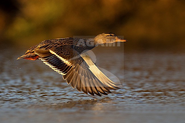 Mallard, Anas platyrhynchos, in Italy. Female in flight. stock-image by Agami/Daniele Occhiato,