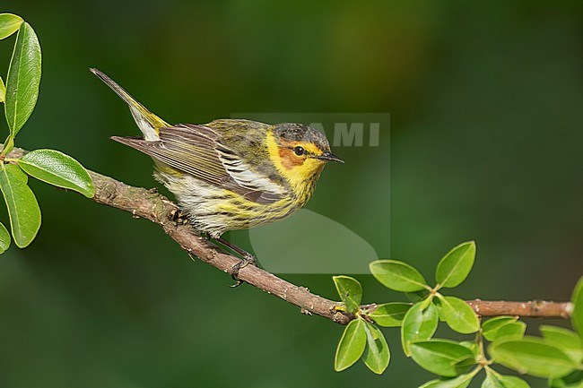 Adult male
Galveston Co., TX
April 2022 stock-image by Agami/Brian E Small,