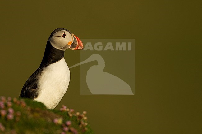 Papegaaiduiker bij nest hol, Atlantic Puffin at nest burrow stock-image by Agami/Danny Green,