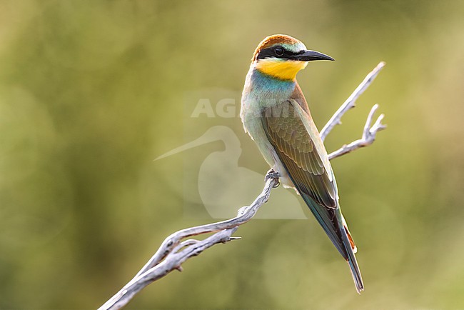 European Bee-eater, Merops apiaster, in Italy. stock-image by Agami/Daniele Occhiato,
