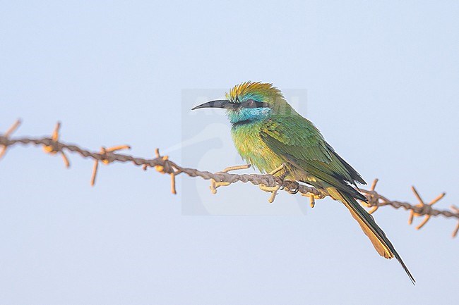 Asian Green Bee-eater, Merops orientalis, perched on a barbed wire. stock-image by Agami/Sylvain Reyt,