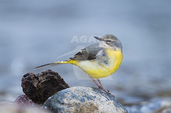 Adult female Grey Wagtail (Motacilla cinerea ssp. cinerea) perched on a rock in a fast flowing river in Morocco. stock-image by Agami/Ralph Martin,