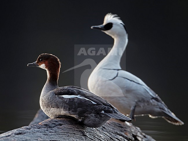 Smew  (Mergus albellus) female and male, Kuusamo Finland May 2011 stock-image by Agami/Markus Varesvuo,