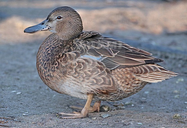 Cinnamon Teal (Spatula cyanoptera), adult female standig in captivity, seen from the side. stock-image by Agami/Fred Visscher,