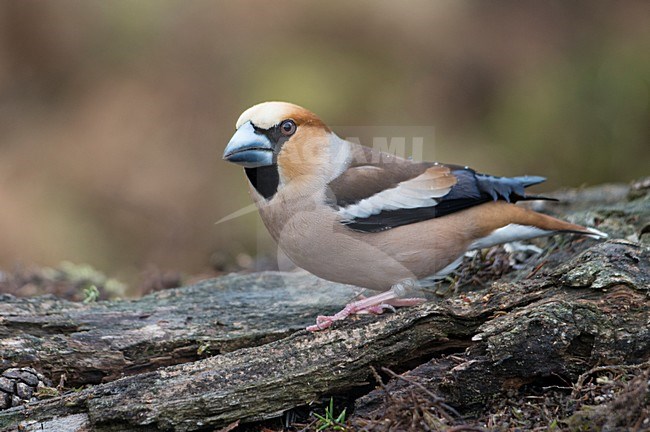 Volwassen Appelvink, Adult Hawfinch stock-image by Agami/Han Bouwmeester,