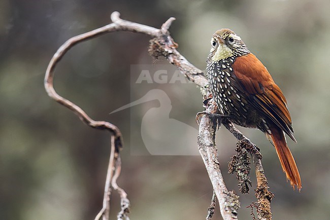 Pearled Treerunner (Margarornis squamiger) perched on a branch in the Andes Mountains in Ecuador. stock-image by Agami/Glenn Bartley,