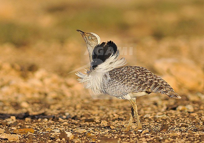 Canary Islands Bustard (Chlamydotis undulata fuertaventurae) on Fuerteventura. stock-image by Agami/Rene Pop ,