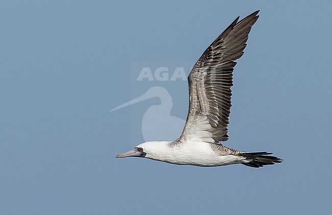 Peruvian Booby (Sula variegata) in flight in the Paracas National Reserve, Peru, South America. stock-image by Agami/Steve Sánchez,