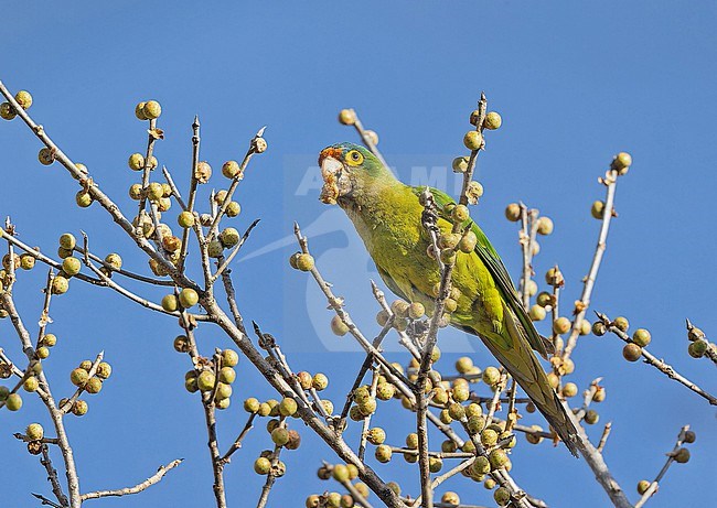 Orange-fronted Parakeet (Eupsittula canicularis) in Western Mexico. Also known as orange-fronted conure, half-moon conure or Petz's conure. stock-image by Agami/Pete Morris,