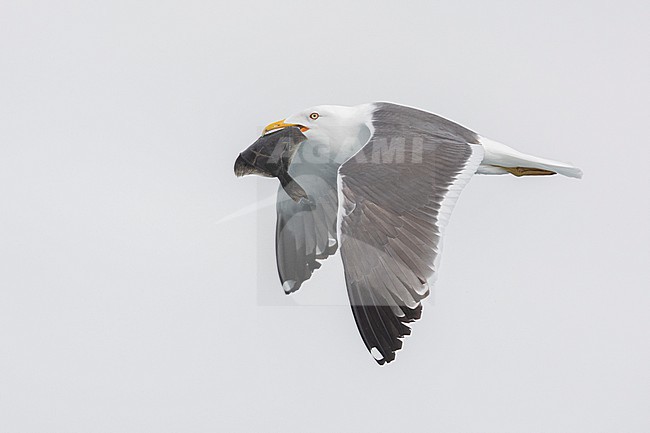 Lesser Black-backed Gull (Larus fuscus graellsii), adult in flight carrying a solefish, Southern Region, Iceland stock-image by Agami/Saverio Gatto,