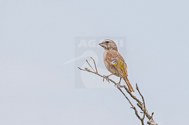 White-throated Canary (Crithagra albogularis) perched on a branch in South Africa. stock-image by Agami/Pete Morris,