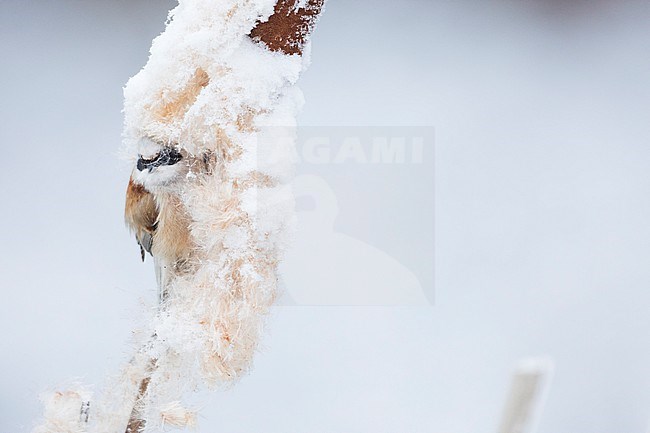 Eurasian Penduline Tit - Beutelmeise - Remiz pendulinus ssp. pendulinus, France (Alsace), male, wintering bird stock-image by Agami/Ralph Martin,