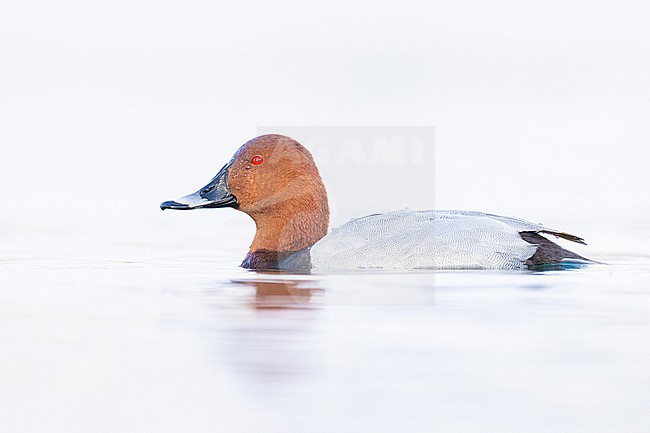 Tafeleend, Common Pochard, Aythya ferina stock-image by Agami/Menno van Duijn,