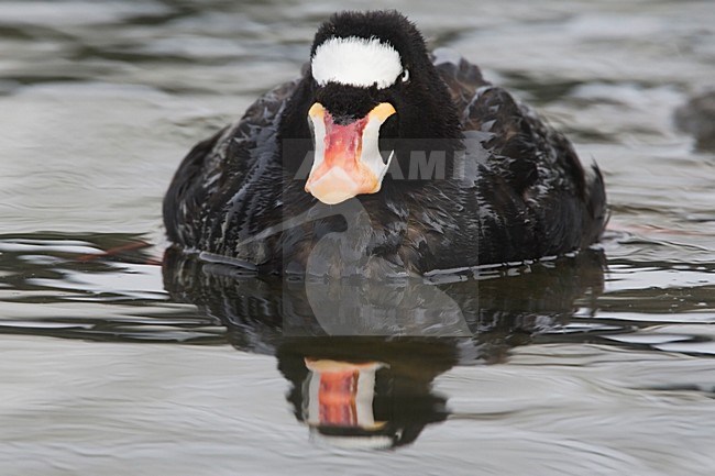 Brilzee-eend volwassen mannetje in haven van Ventura Califorinie USA, Surf Scoter adult male in harbour of Ventura California USA stock-image by Agami/Wil Leurs,
