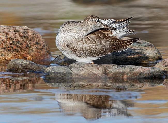 Juveniele Tureluur poetsend; Juvenile Common Redshank preening stock-image by Agami/Markus Varesvuo,