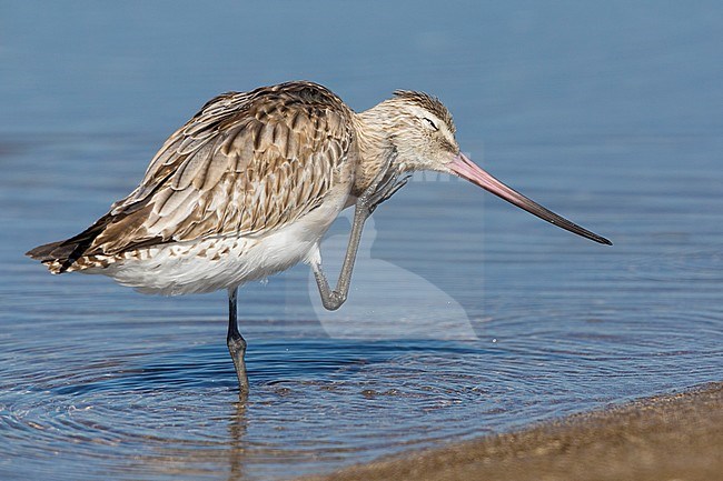 Bar-tailed Godwit (Limosa lapponica), scratching in the water, Liwa, Al Batinah, Oman stock-image by Agami/Saverio Gatto,