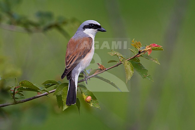 Grauwe Klauwier volwassen man zittend in struik; Red-backed Shrike adult male perched in bush stock-image by Agami/Daniele Occhiato,