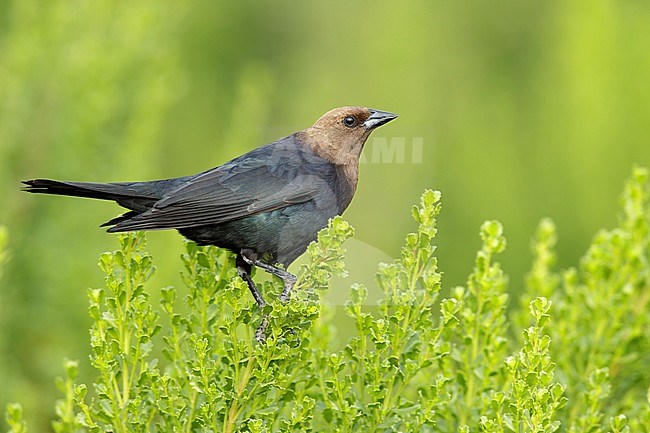 Adult male Brown-headed Cowbird (Molothrus ater) sitting erect on a green plant in Los Angeles county in California, USA. stock-image by Agami/Brian E Small,