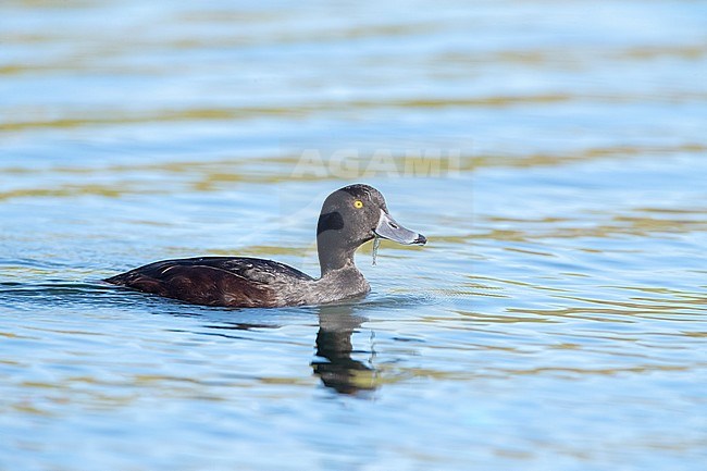 Swimming male New Zealand Scaup (Aythya novaeseelandiae) in lake Waro near Hikurangi. In Maori it is commonly known as Papango, also Matapouri, Titiporangi or Raipo. stock-image by Agami/Marc Guyt,